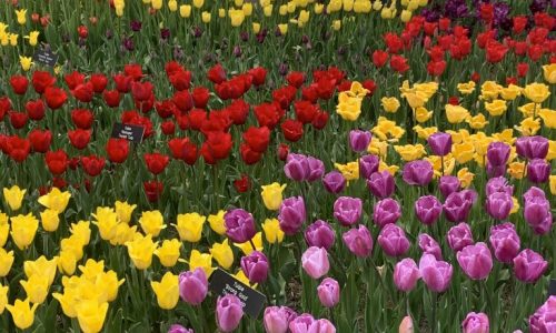 Tulips Tulips